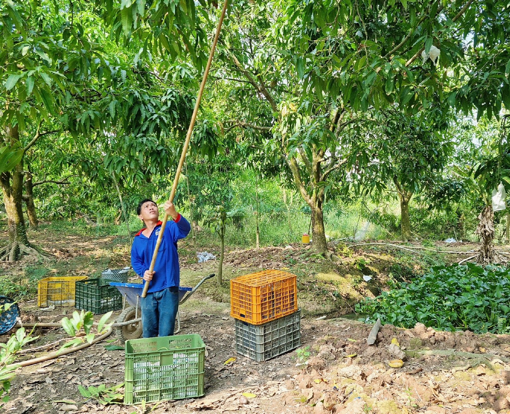 Thu hoạch xoài cát chu