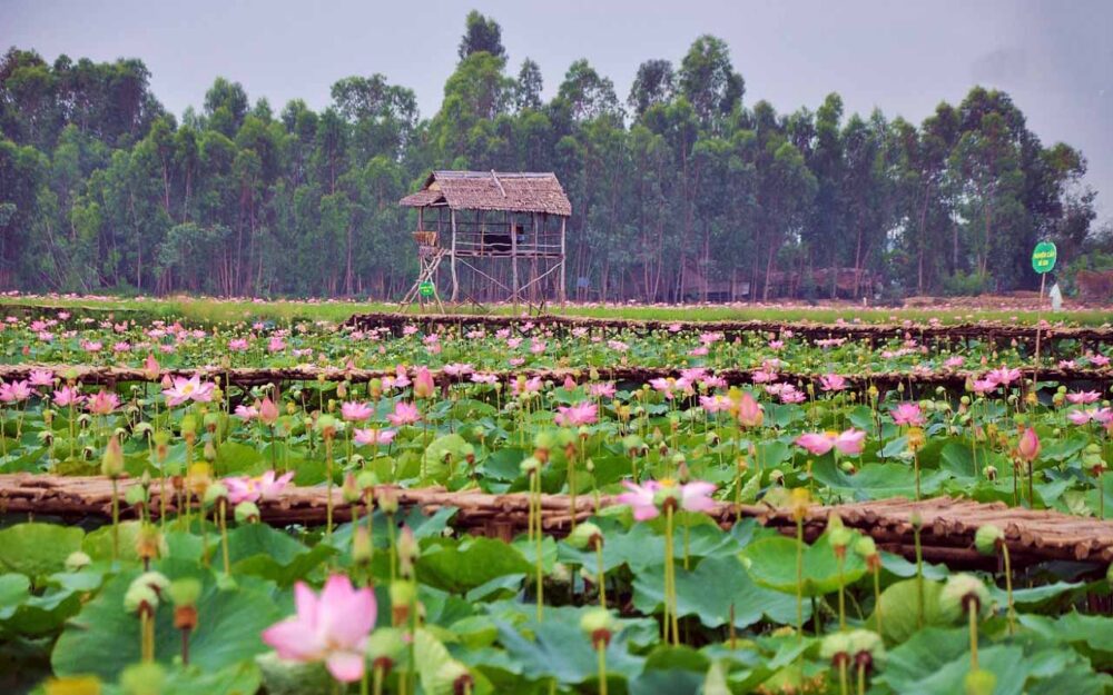 Đặc sản Đồng Tháp