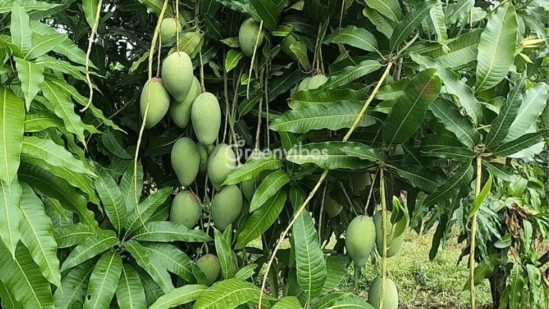 Xoài cát hòa lộc Đồng Tháp