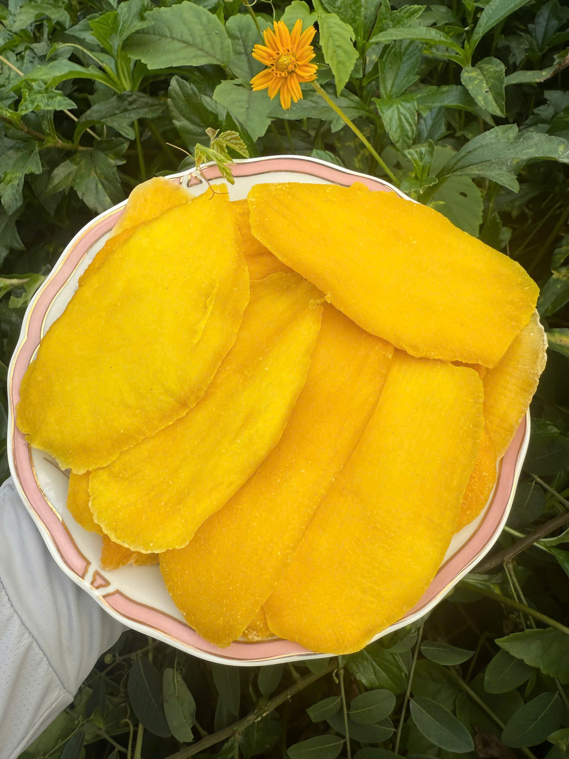 Xoai say deo khong cay